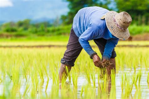  Quality Rice: A Guide to Sustainable Production - Odkryj Tajemnice Uprawy Ryżu w Sposób Ekologiczny i Opłacalny